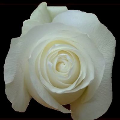 Call For Availability - Bulk White Roses in Houston, TX
