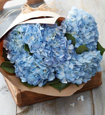 IN STORE PICK-UP ONLY: Market Style Bouquet of Hydrangea in Houston, TX