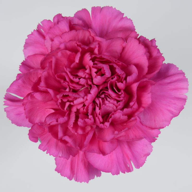 Fuchsia carnations | Scent & Violet | flowers and gifts | Houston, TX