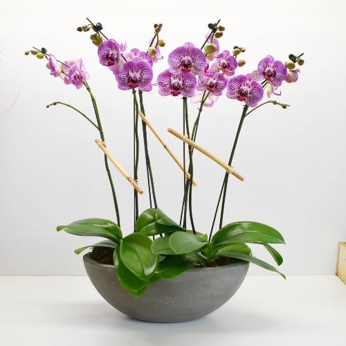 Orchid Plant Garden | Scent & Violet | flowers and gifts | Houston, TX