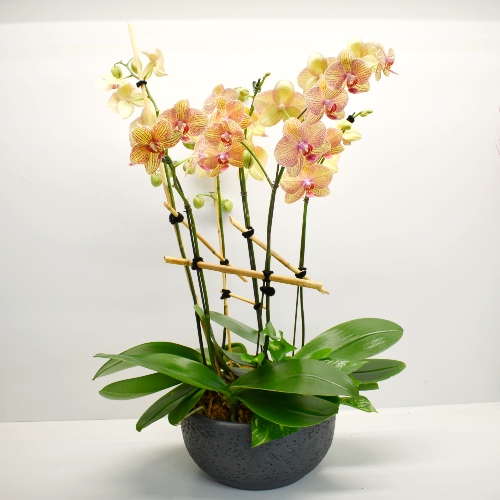 JOYFUL JOURNEY ORCHIDS in New York, NY | Flowers by Philip