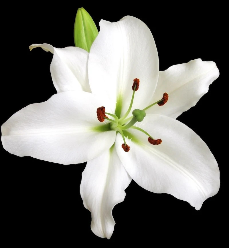 white-oriental-lily.jpg