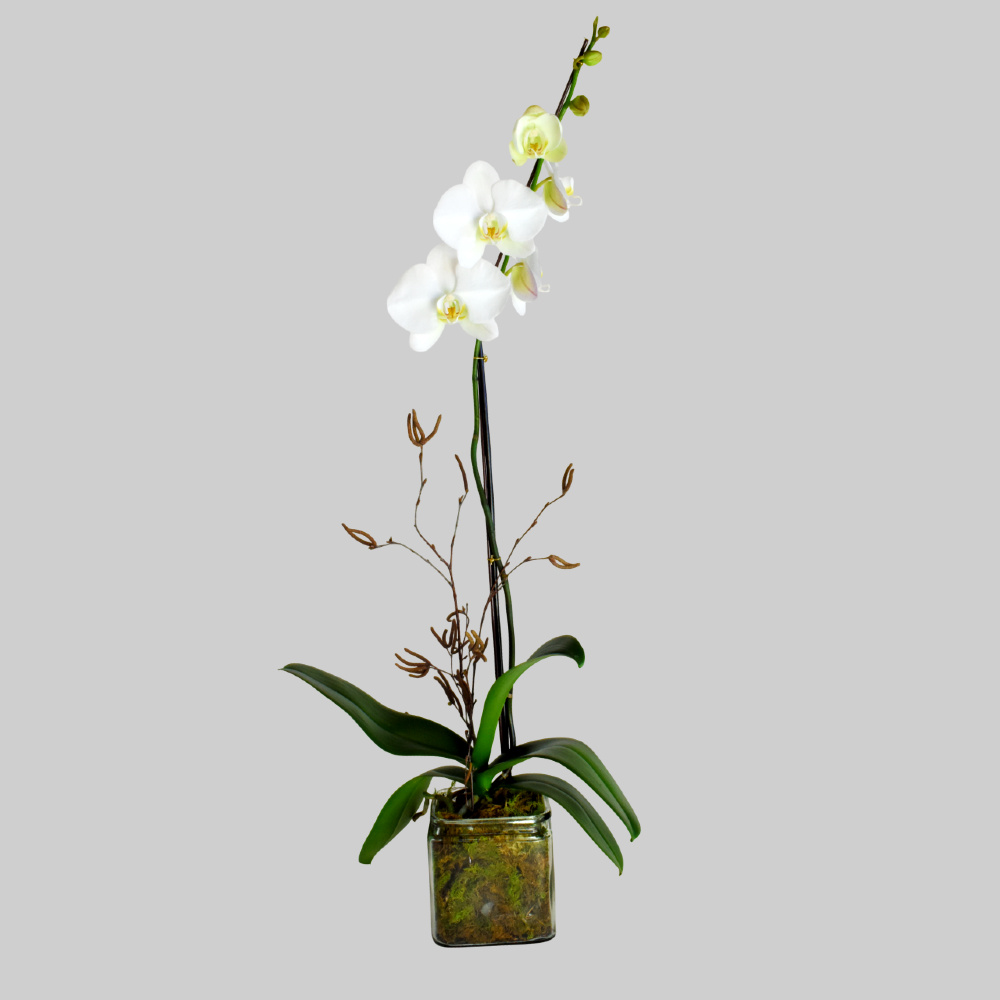 white orchid plant locally grown