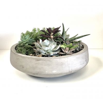 Plants | Long Lasting, Living And Affordable Gift For Many Occasions ...